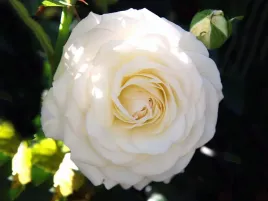 roza-rabatowa-kronprinsesse-mary-castle-c4