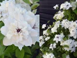 powojnik-clematis-first-light-pbr-nowosc-c2