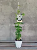 powojnik-clematis-first-light-pbr-nowosc-c2-rodzaj-rosliny-inny