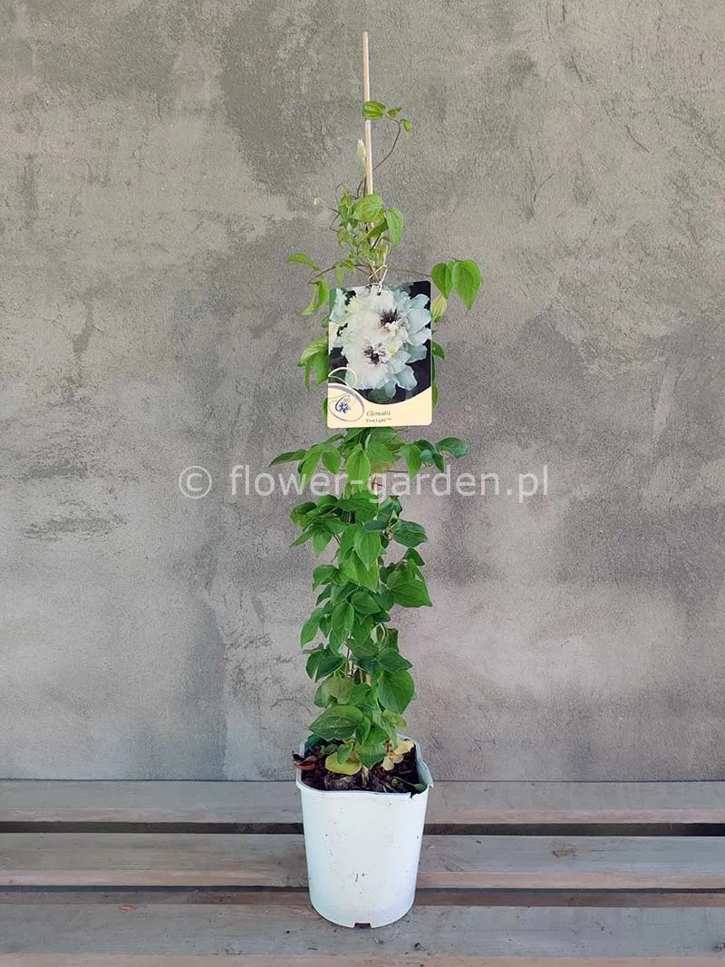 powojnik-clematis-first-light-pbr-nowosc-c2-rodzaj-rosliny-inny