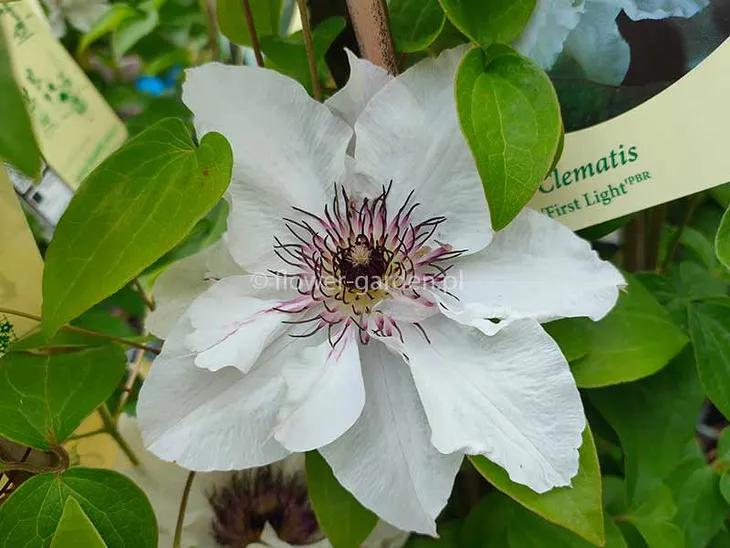powojnik-clematis-first-light-pbr-nowosc-c2-producent-szkolka-roslin-ozdobnych-a-r-koblanscy