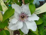 powojnik-clematis-first-light-pbr-nowosc-c2-producent-szkolka-roslin-ozdobnych-a-r-koblanscy