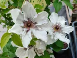 powojnik-clematis-first-light-pbr-nowosc-c2-nazwa-lacinska-inna