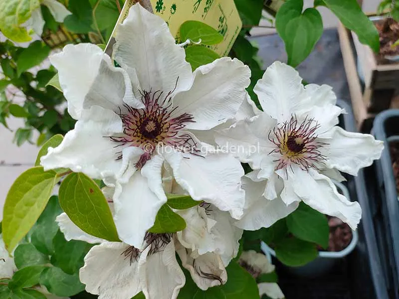 powojnik-clematis-first-light-pbr-nowosc-c2