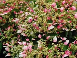 przywarka-japonska-roseum-pnacze-do-cienia-c2