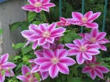 powojnik-clematis-dr-ruppel-c2
