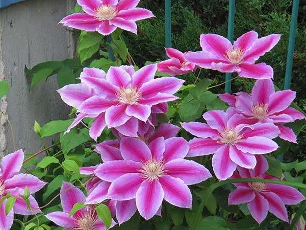 powojnik-clematis-dr-ruppel-c2
