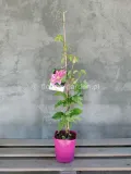 powojnik-clematis-dr-ruppel-c2-rodzaj-rosliny-inny