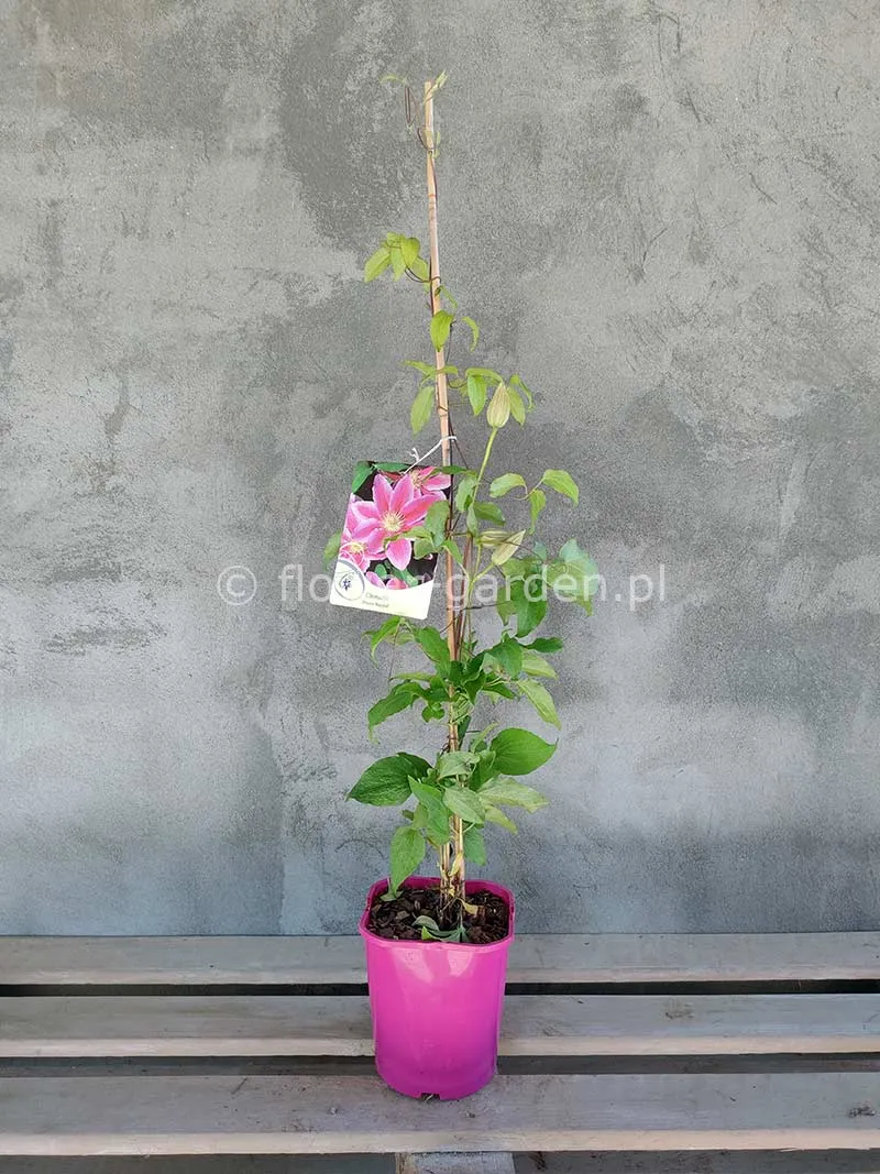 powojnik-clematis-dr-ruppel-c2-rodzaj-rosliny-inny