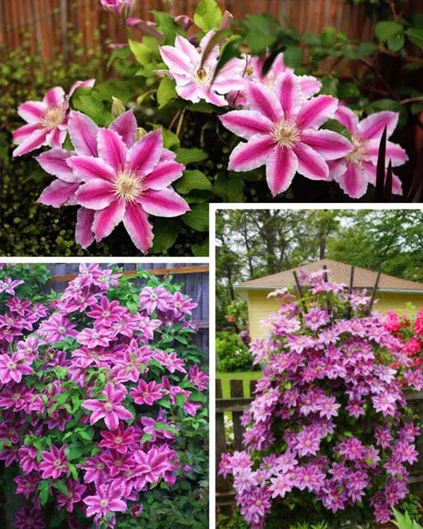 powojnik-clematis-dr-ruppel-c2-rodzaj-rosliny-inny