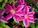 powojnik-clematis-dr-ruppel-c2-nazwa-lacinska-inna