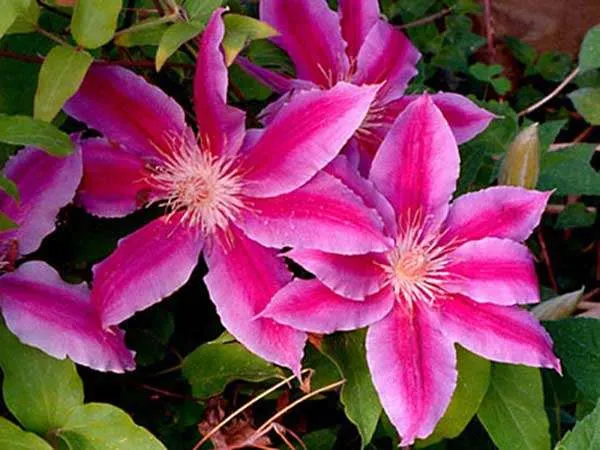 powojnik-clematis-dr-ruppel-c2