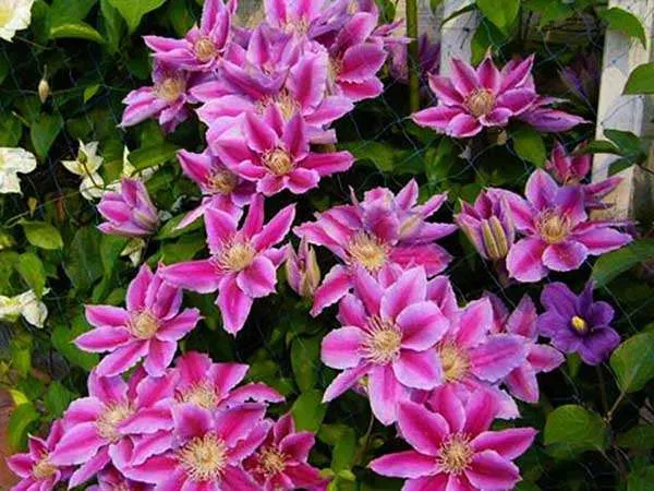 powojnik-clematis-dr-ruppel-c2-rodzaj-rosliny-inny