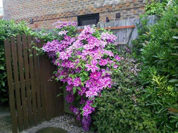 powojnik-clematis-dr-ruppel-c2-rodzaj-rosliny-inny-nazwa-lacinska-inna
