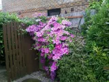 powojnik-clematis-dr-ruppel-c2-rodzaj-rosliny-inny-nazwa-lacinska-inna