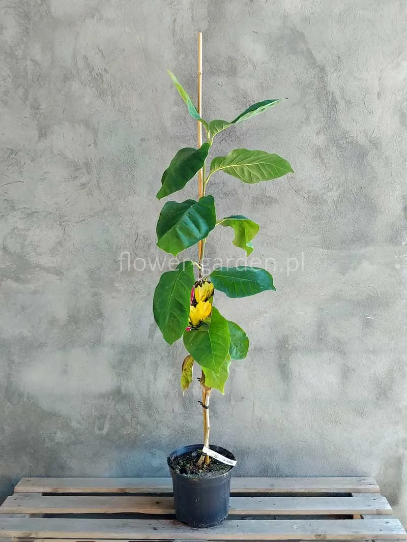 magnolia-yellow-river-c5-rodzaj-rosliny-inny