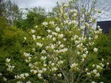 magnolia-yellow-river-c5-producent-szkolka-roslin-ozdobnych-a-r-koblanscy