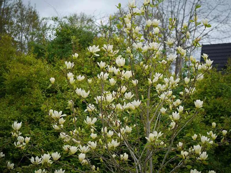 magnolia-yellow-river-c5-rodzaj-rosliny-inny