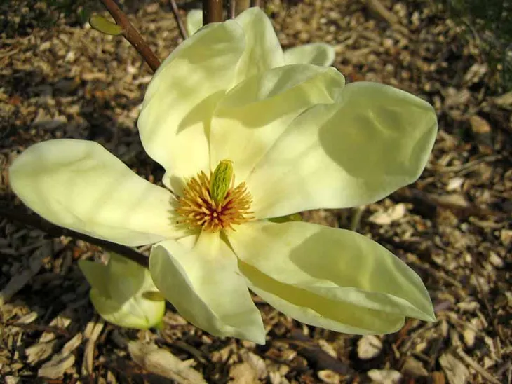 magnolia-yellow-river-c5-nazwa-lacinska-inna