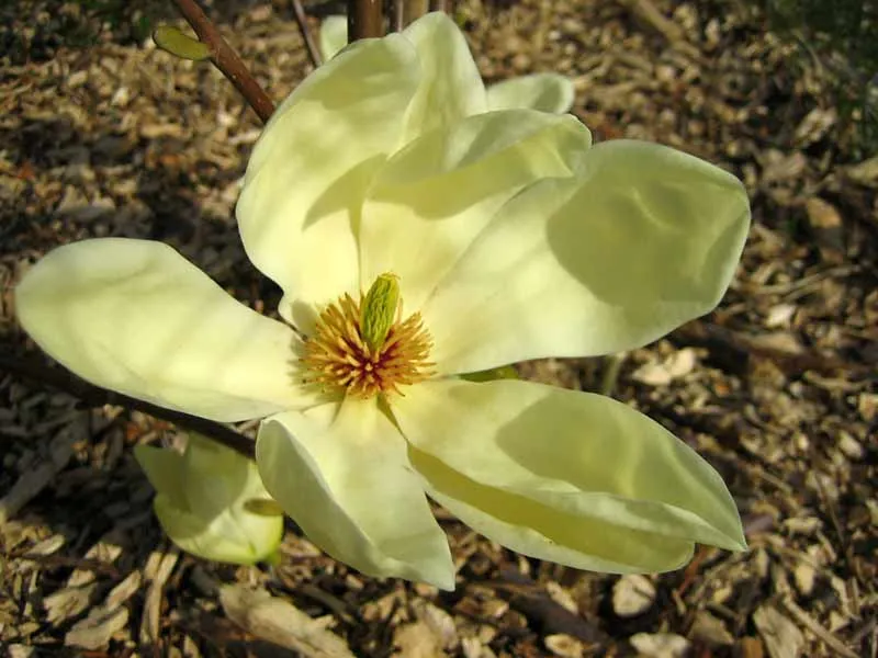 magnolia-yellow-river-c5