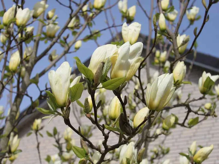 magnolia-yellow-river-c5-rodzaj-rosliny-inny-producent-szkolka-roslin-ozdobnych-a-r-koblanscy