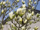 magnolia-yellow-river-c5-rodzaj-rosliny-inny-producent-szkolka-roslin-ozdobnych-a-r-koblanscy