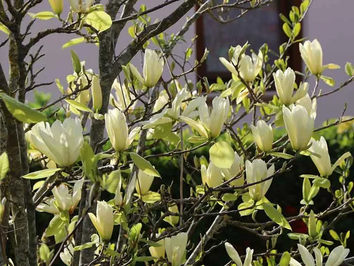 magnolia-yellow-river-c5-rodzaj-rosliny-inny-nazwa-lacinska-inna