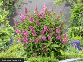 budleja-little-pink-motyli-krzew-pachnaca-p9