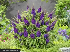 budleja-little-purple-motyli-krzew-pachnaca-p9