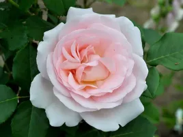 roza-parkowa-clair-renaissance-cudownie-pachnaca-c4