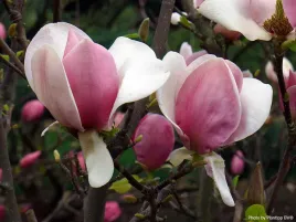 magnolia-cameo-male-drzewko-tulipanowe-kwiaty-c5