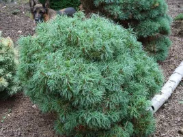 sosna-wejmutka-green-twist-poskrecane-igly-c4