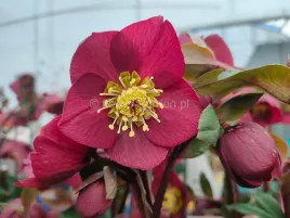 ciemiernik-hgcr-ice-n-roses-early-red-kwitnie-w-styczniu-c2