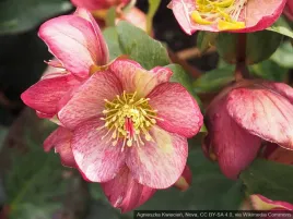 ciemiernik-hgcr-ice-n-roses-rosado-c2