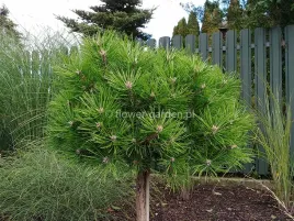 sosna-gestokwiatowa-low-glow-na-pniu-80cm-c75