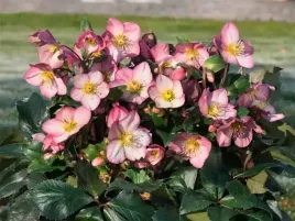 ciemiernik-hgcr-ice-n-roses-rose-kwitnie-w-lutym-c2