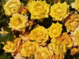 roza-pnaca-redova-courtyard-zlocistozolte-pelne-kwiaty-c4