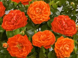 roza-pnaca-liwa-courtyard-jaskrawopomaranczowa-c4