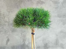 sosna-czarna-merci-na-pniu-60cm-c5