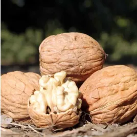 orzech-wloski-mrozoodporna-sadzonka-duze-smaczne-orzechy-juglans-regia