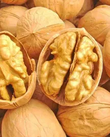 orzech-wloski-fernette-mrozoodporny-szczepiony-na-pniu-juglans-regia-duzy