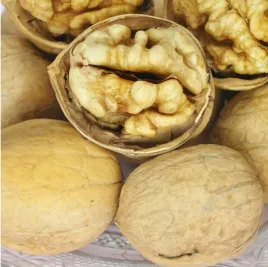 orzech-wloski-chandler-sadzonka-szczepiona-duze-orzechy-juglans-regia