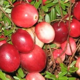 zurawina-wielkoowocowa-stevens-sadzonki-vaccinium-duza-sadzonka-w-doniczce