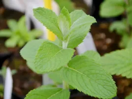 mieta-jablkowa-sadzonka-p9-roslina-lecznicza