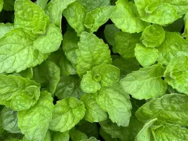 mieta-grejpfrutowa-do-lemoniady-i-napojow-roslina-do-ogrodu-p9