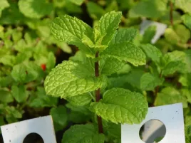 mieta-kentucky-smak-gumy-do-zucia-sadzonka-ekologiczna-p9