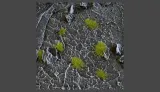 gamer-s-grass-tiny-tufts-dry-green-2mm