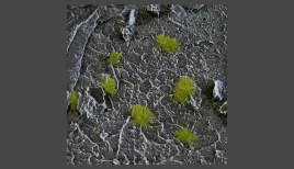 gamer-s-grass-tiny-tufts-dry-green-2mm