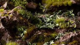 gamer-s-grass-laser-plants-plantain-lily-funkia