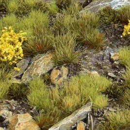 gamer-s-grass-highland-tuft-wild-set